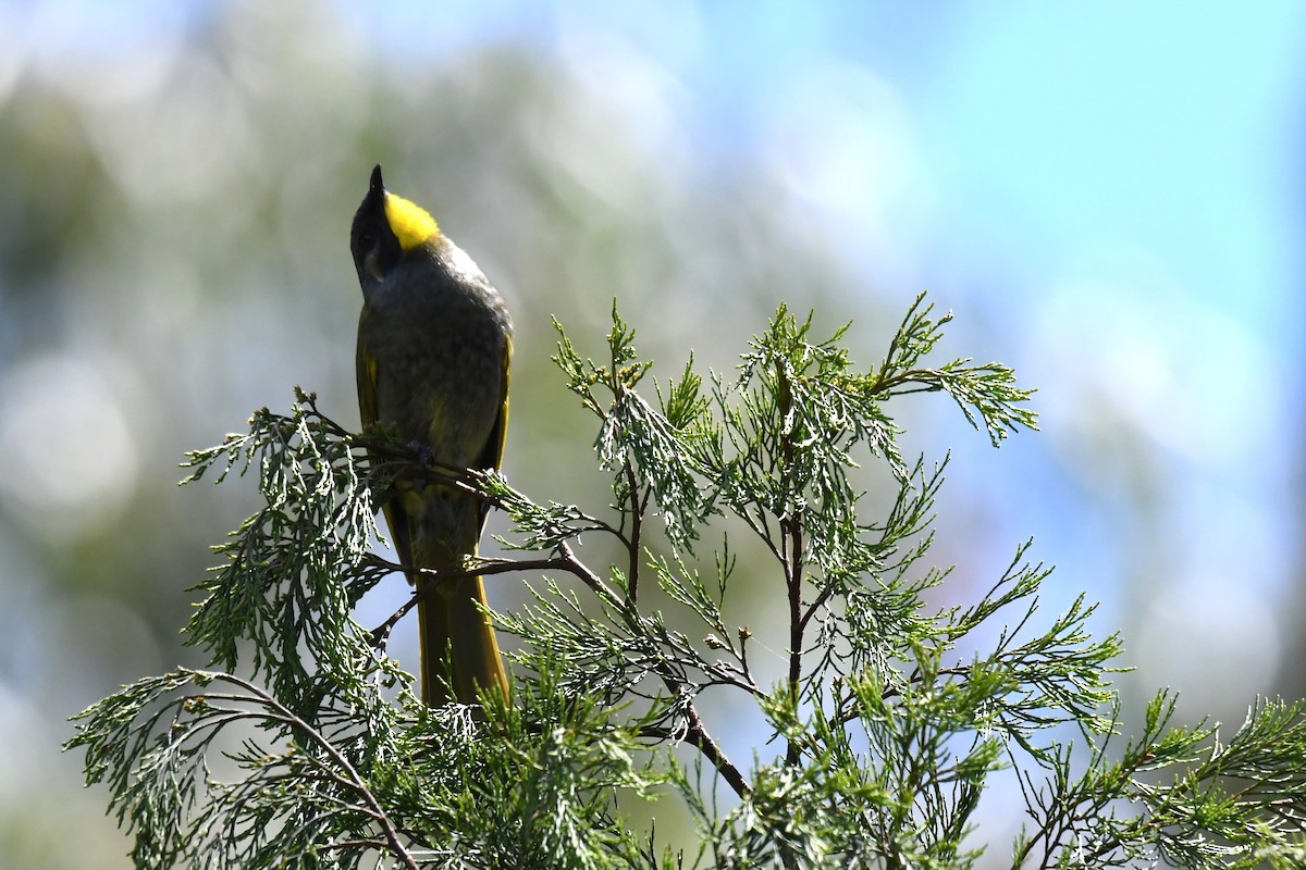 Yellow-throated Honeyeater - ML610747953