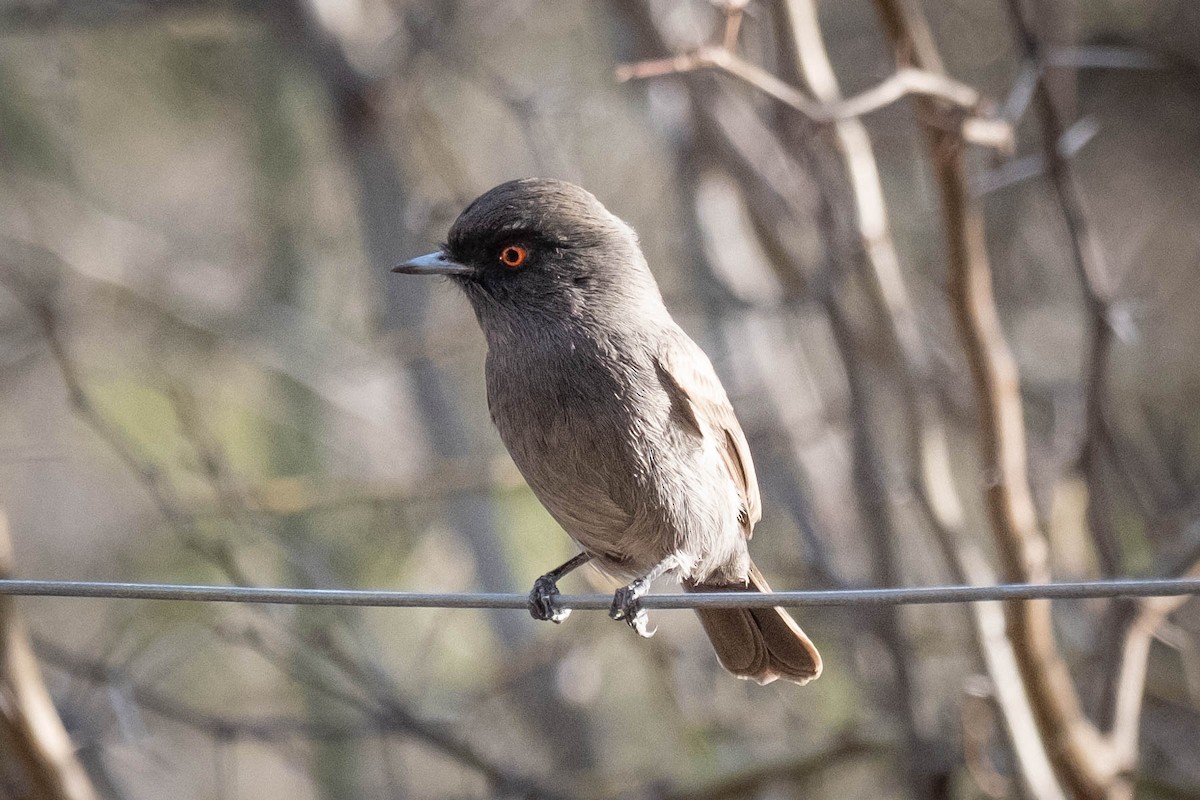 Cinereous Tyrant - ML610747962