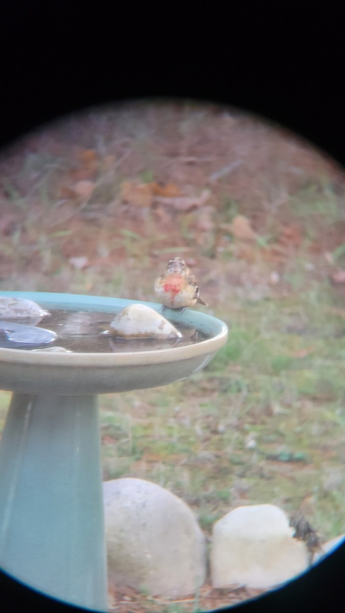 Rose-breasted Grosbeak - ML610747963