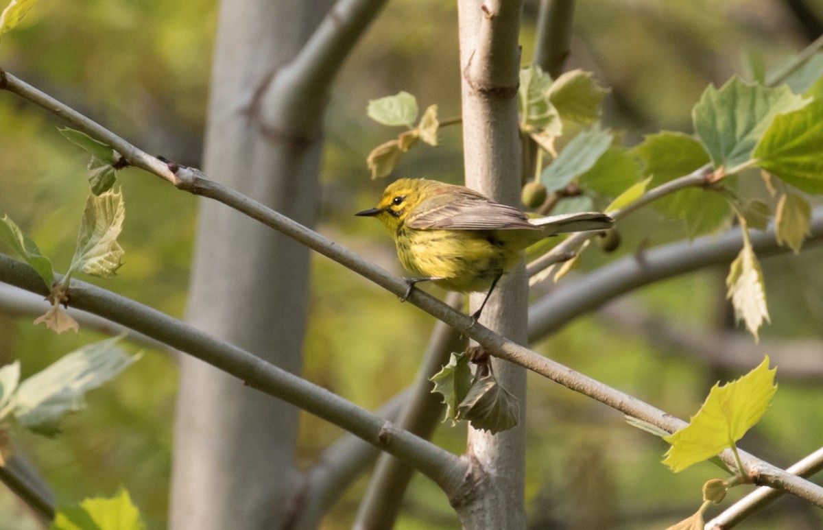 Prairie Warbler - ML610747965