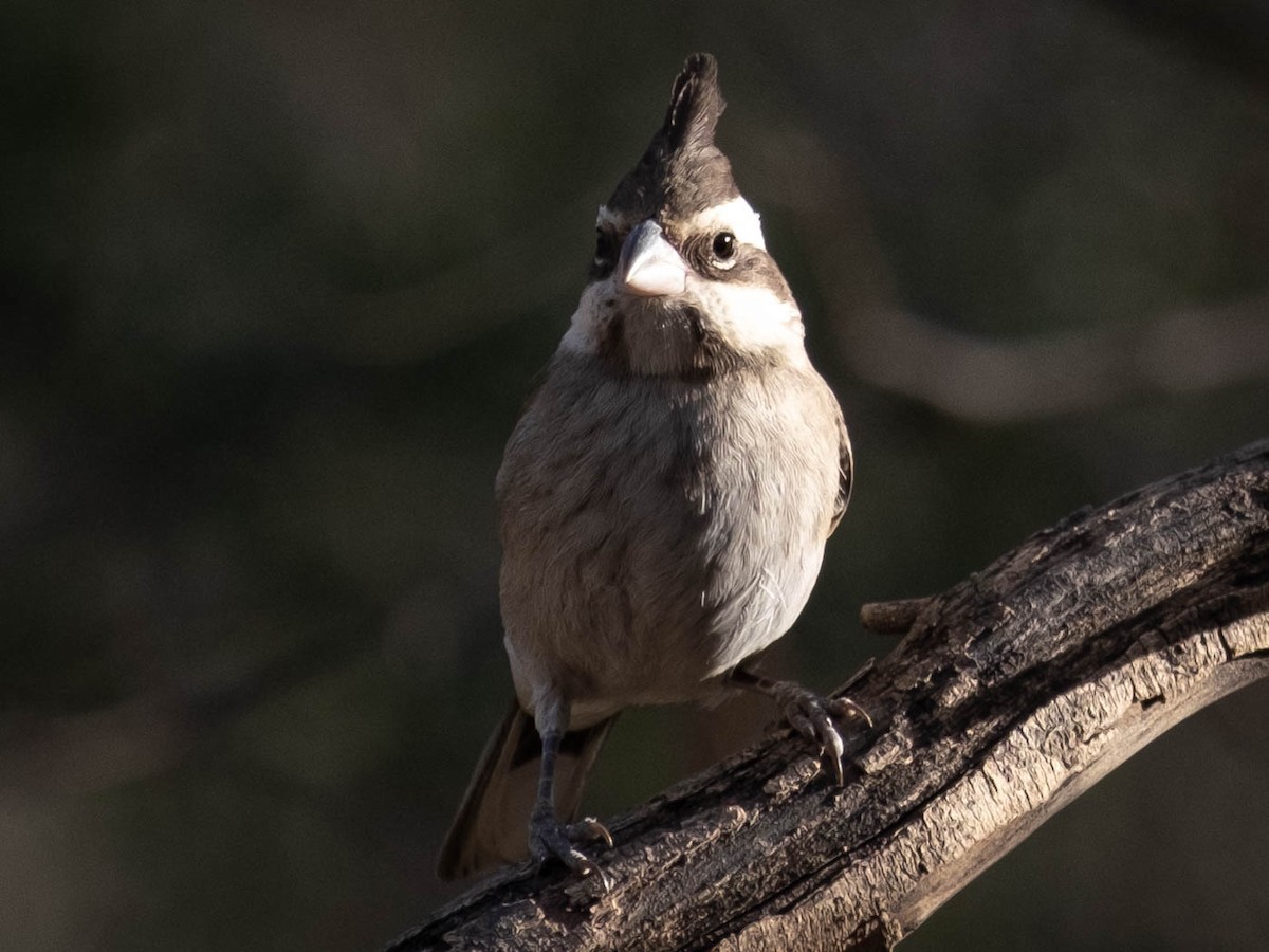 Black-crested Finch - ML610747974