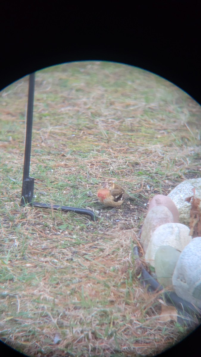 Rose-breasted Grosbeak - ML610747975