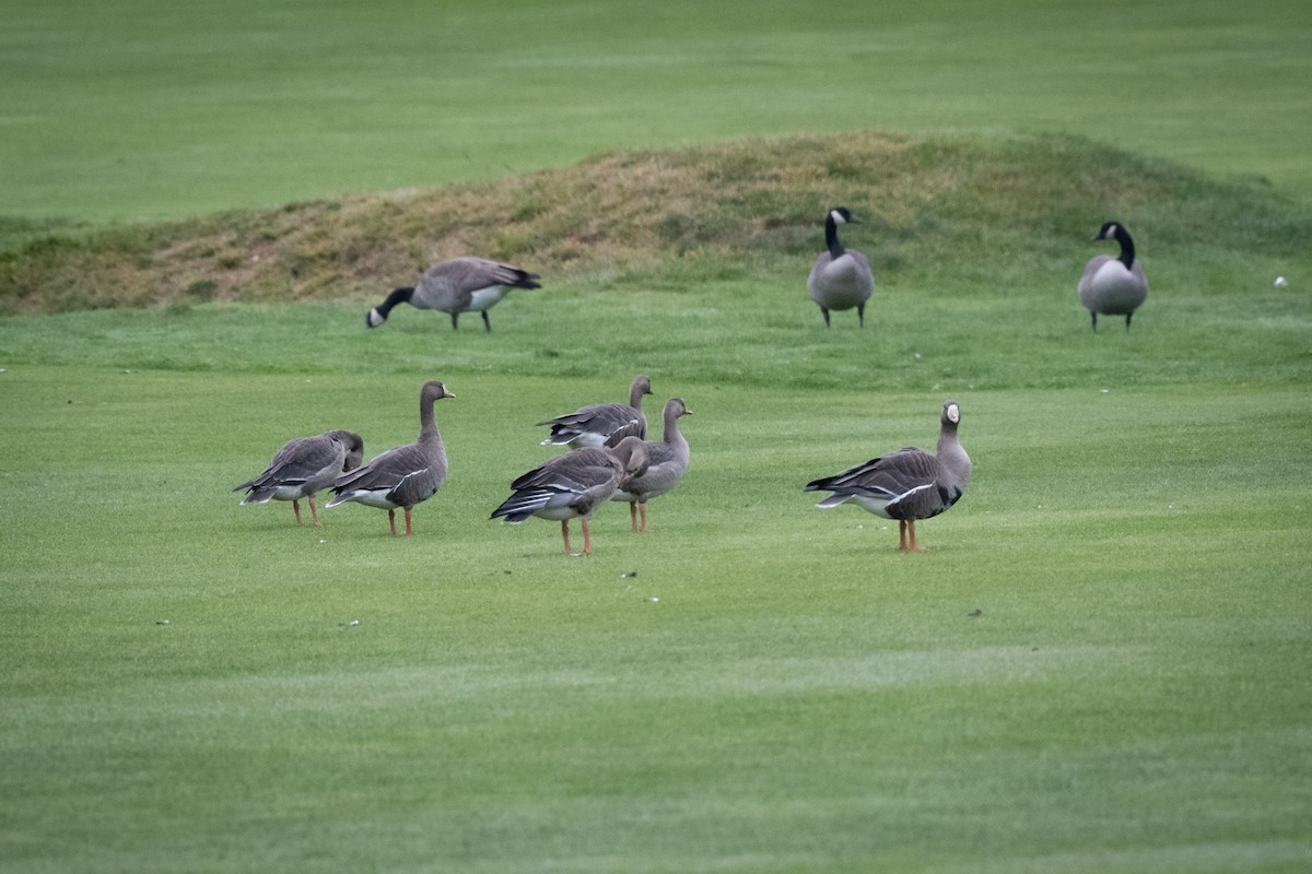 Greater White-fronted Goose - ML610747977