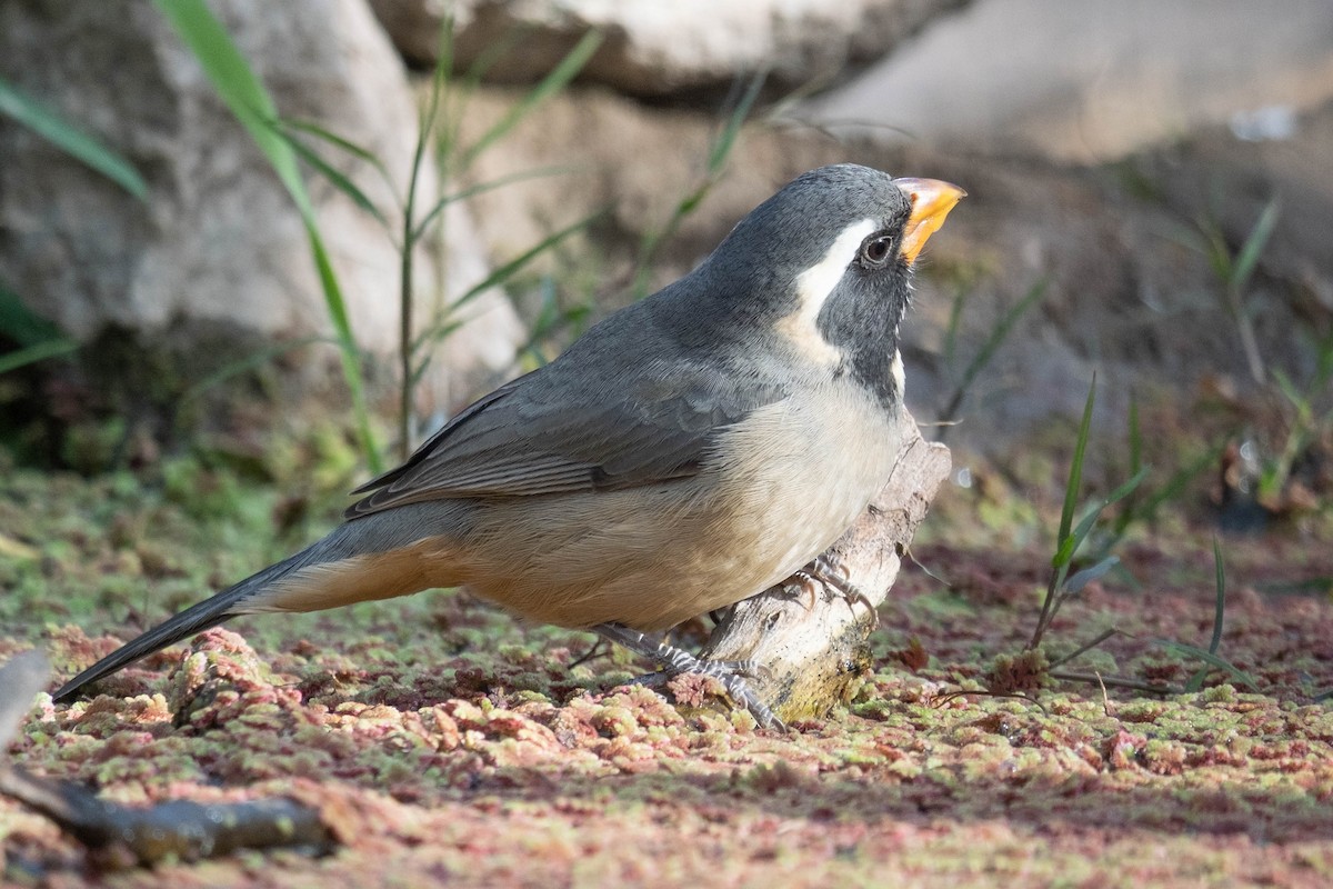 Golden-billed Saltator - ML610747994
