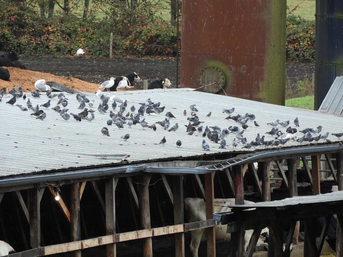 Rock Pigeon (Feral Pigeon) - Bob Boekelheide