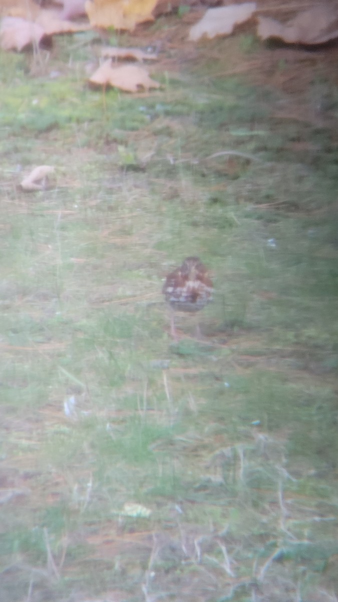 Fox Sparrow (Red) - ML610748048