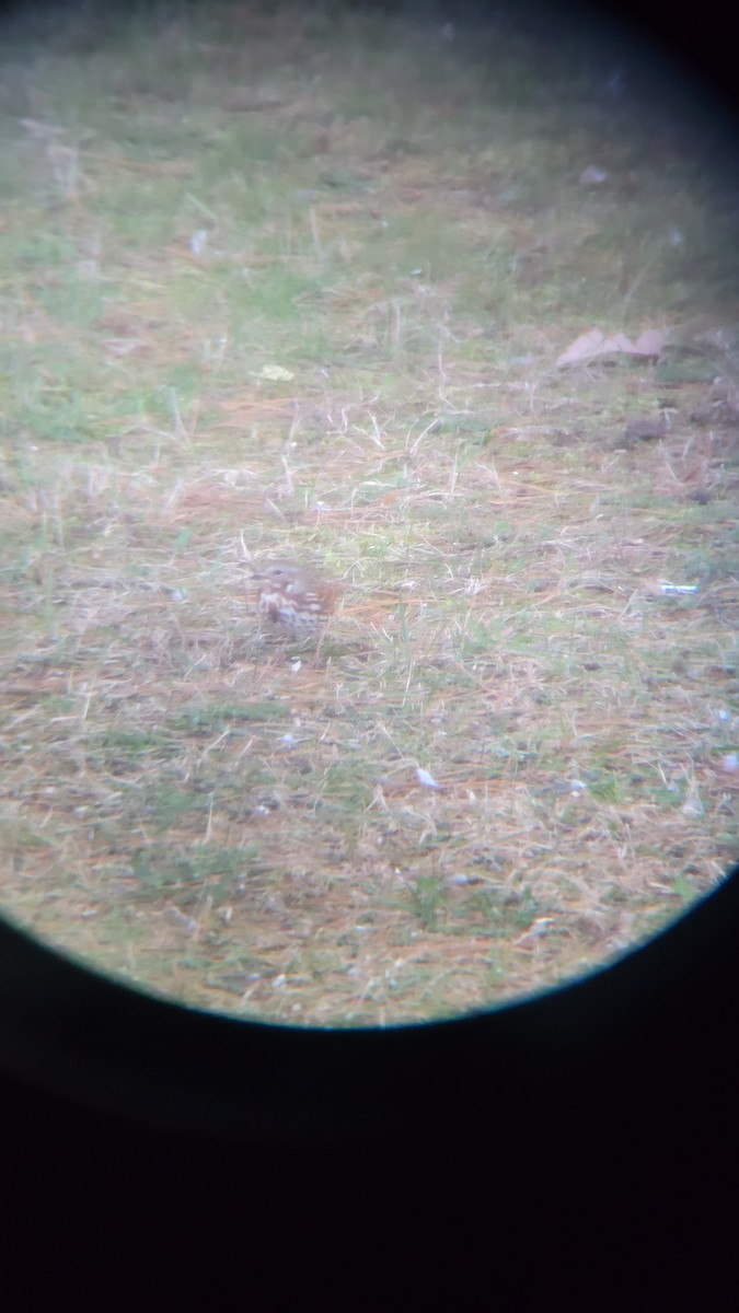 Fox Sparrow (Red) - ML610748066