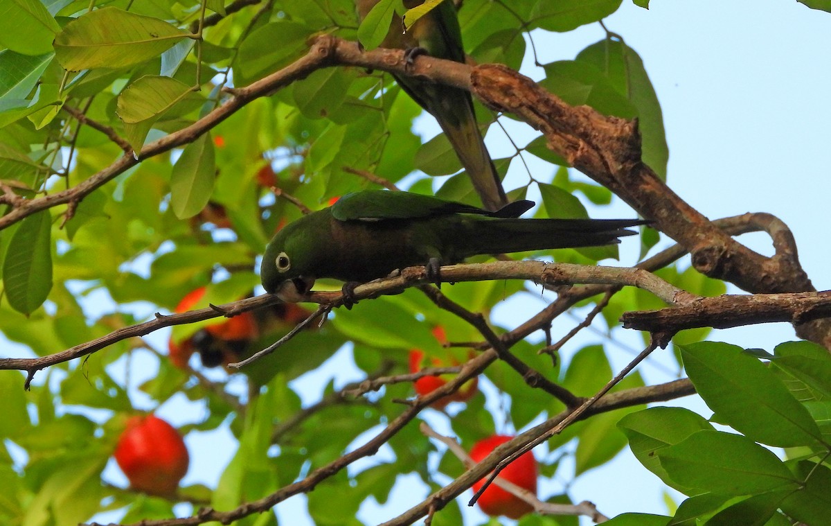 Olive-throated Parakeet (Jamaican) - ML610748095