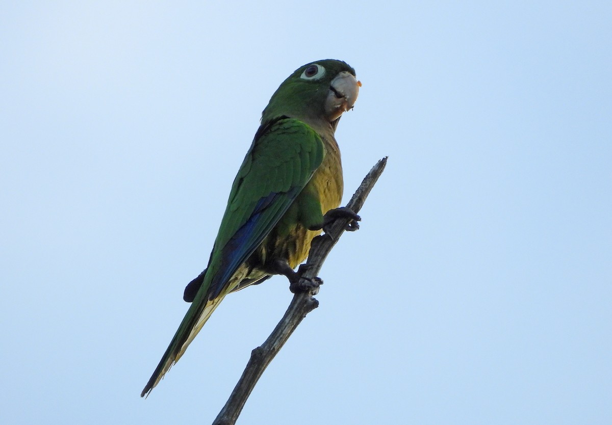 Olive-throated Parakeet (Jamaican) - ML610748096