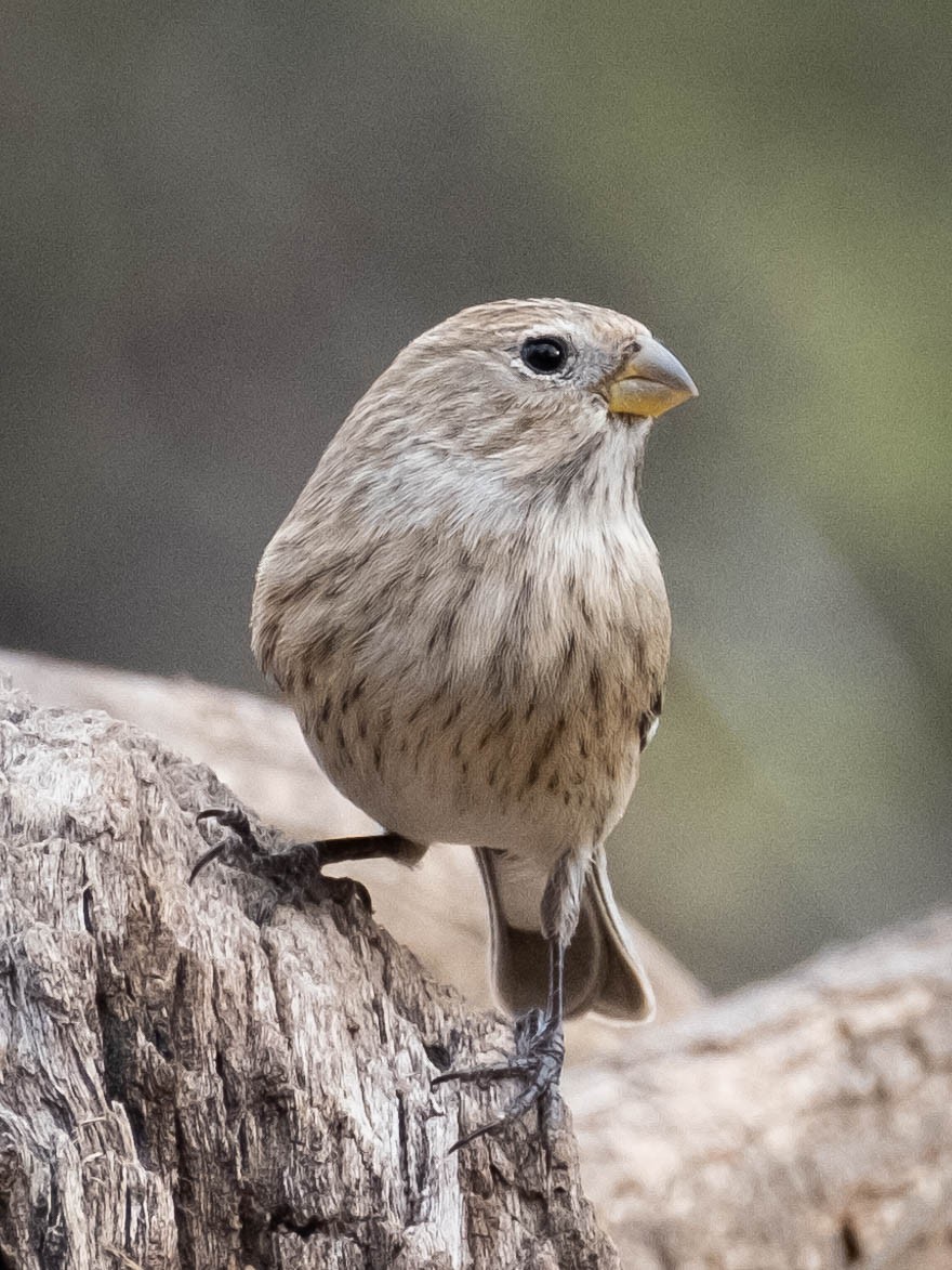 Band-tailed Seedeater - ML610748108