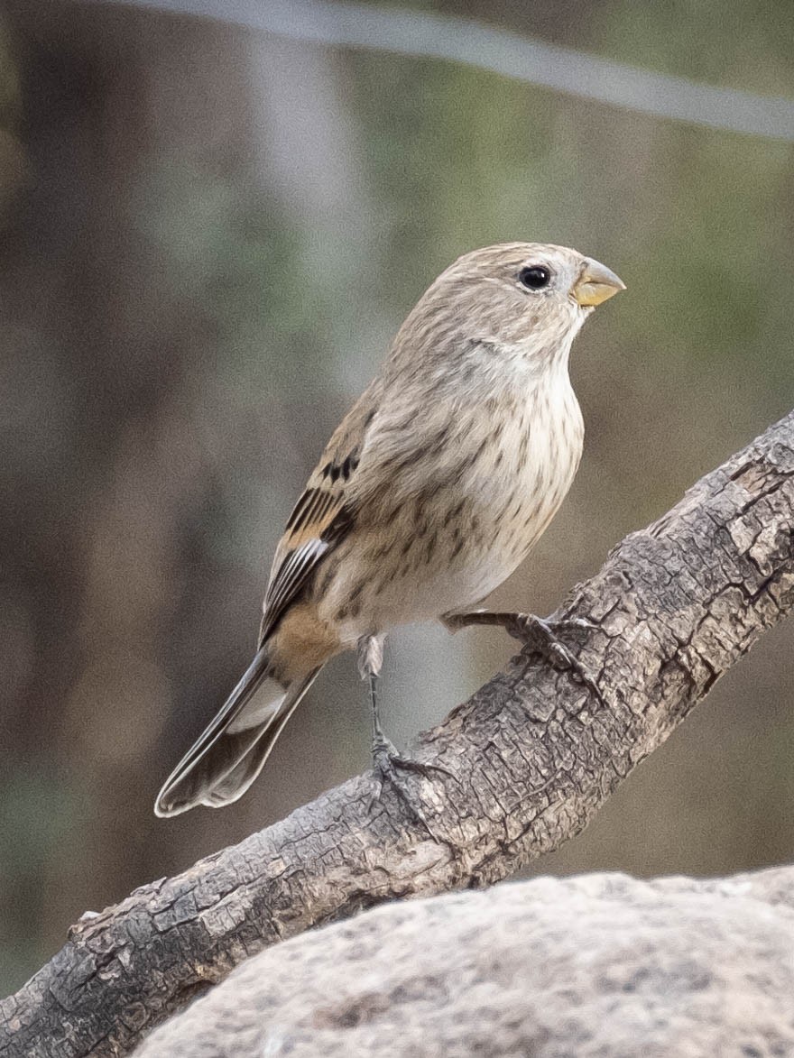 Band-tailed Seedeater - ML610748114