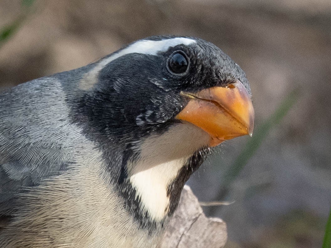 Golden-billed Saltator - ML610748151