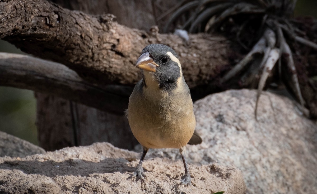 Golden-billed Saltator - ML610748155