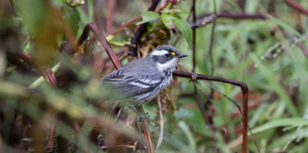 Black-throated Gray Warbler - 🕊️ Newton st Loe Birding 🕊️
