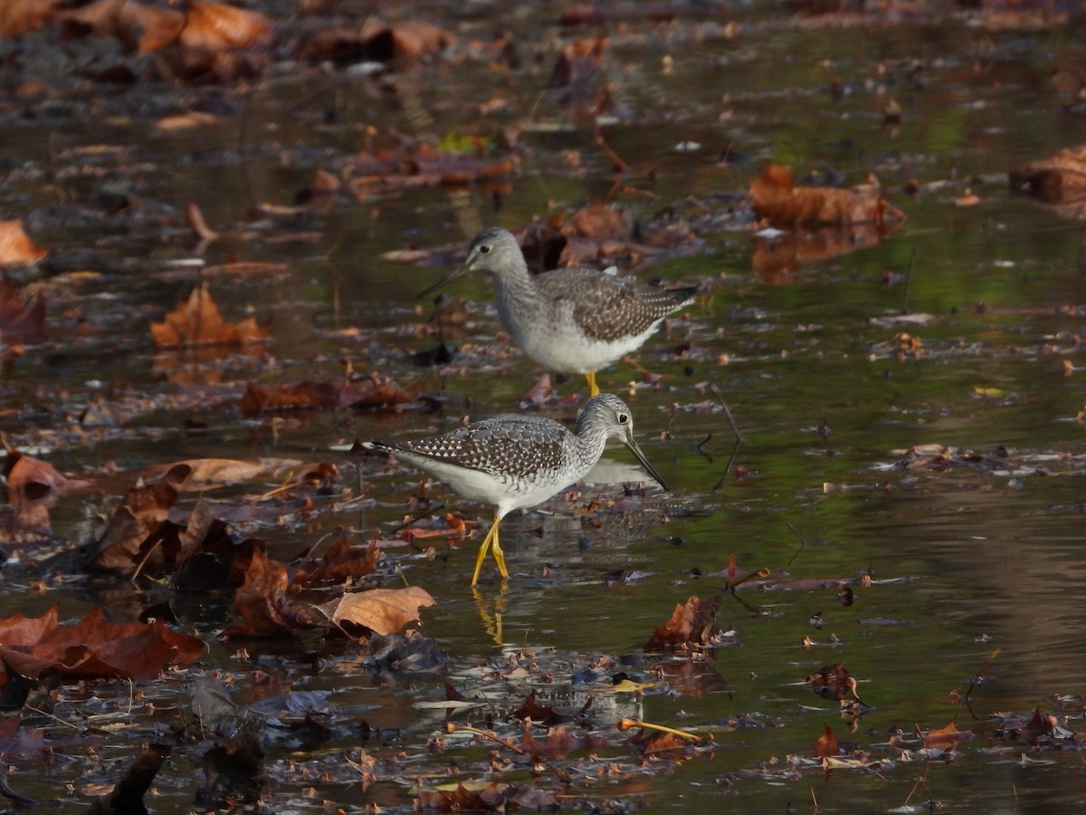 Greater Yellowlegs - ML610748367