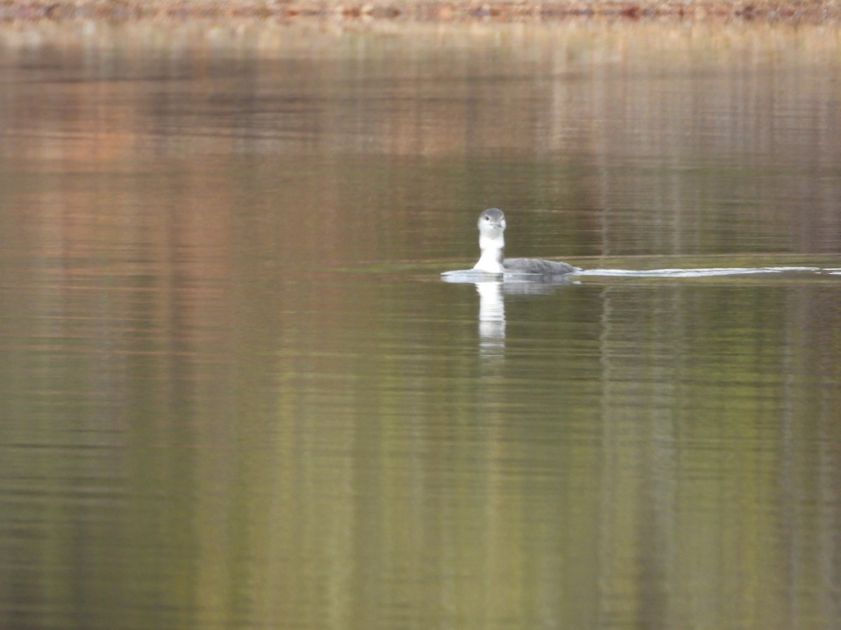 Common Loon - ML610748380