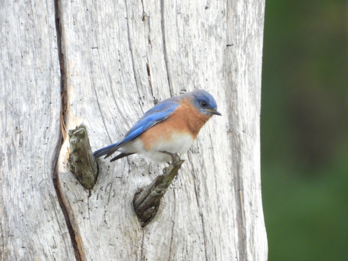 Eastern Bluebird - ML610748399