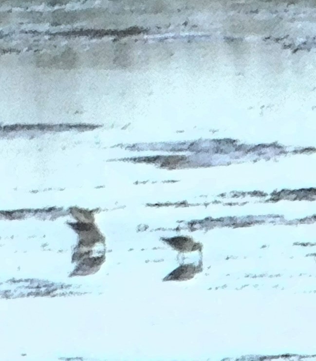 Long-billed Dowitcher - ML610748412