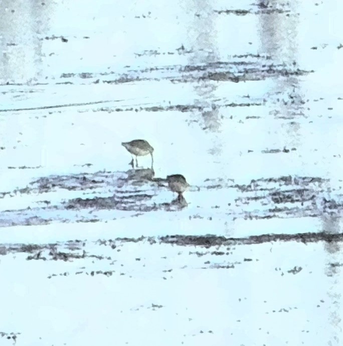 Long-billed Dowitcher - ML610748422