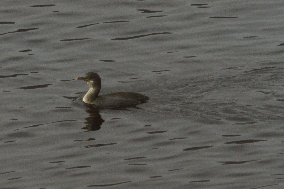 Cormorán Moñudo - ML610748499