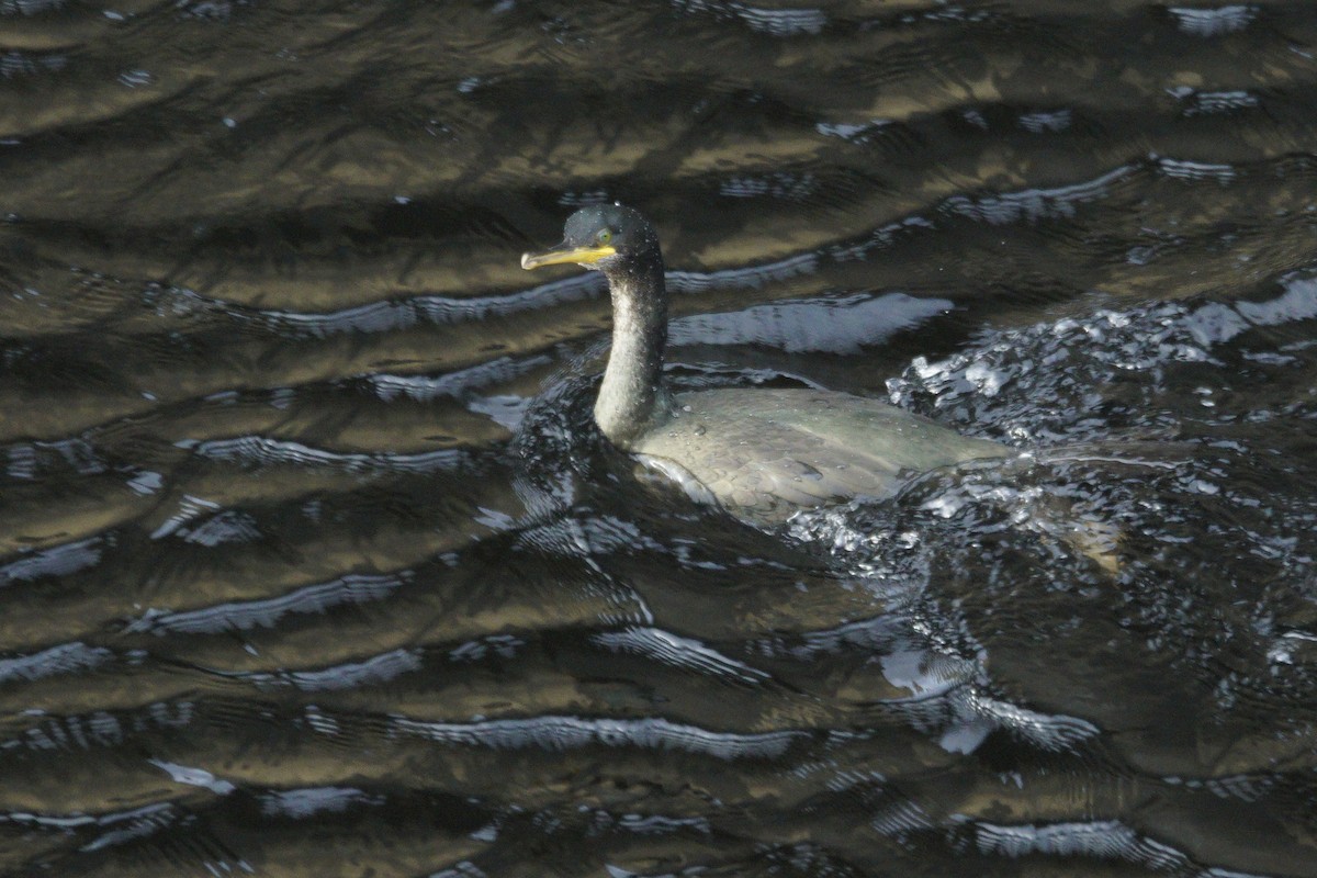 Cormorán Moñudo - ML610748500