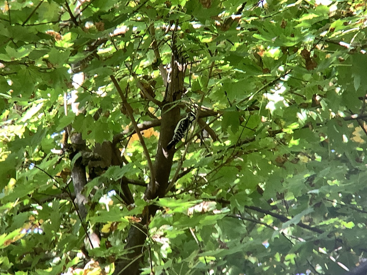 Downy Woodpecker - Vivian Young