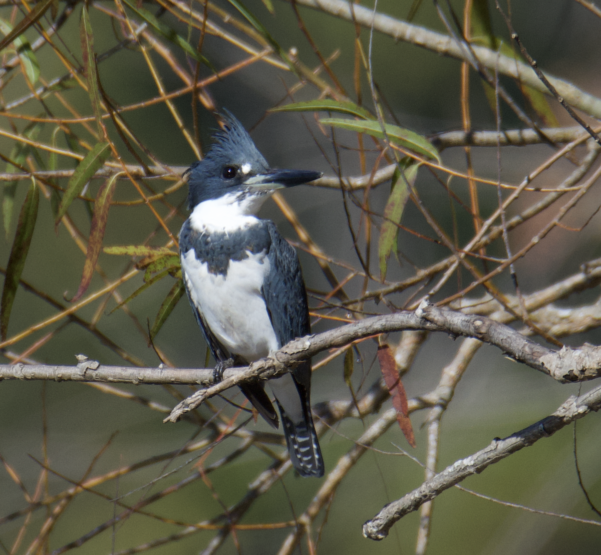 Belted Kingfisher - ML610748542