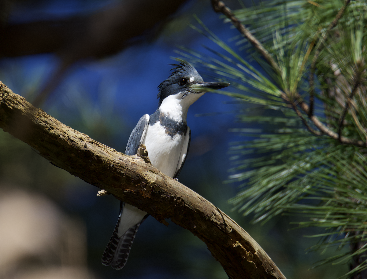 Belted Kingfisher - ML610748543