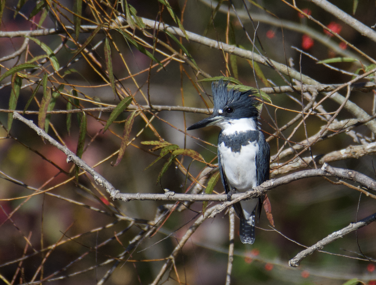 Belted Kingfisher - ML610748544