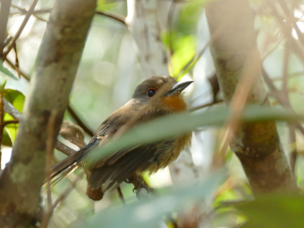 Fulvous-chinned Nunlet - ML610748558