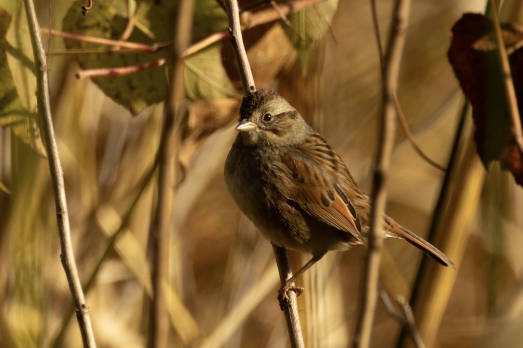 Swamp Sparrow - ML610748583