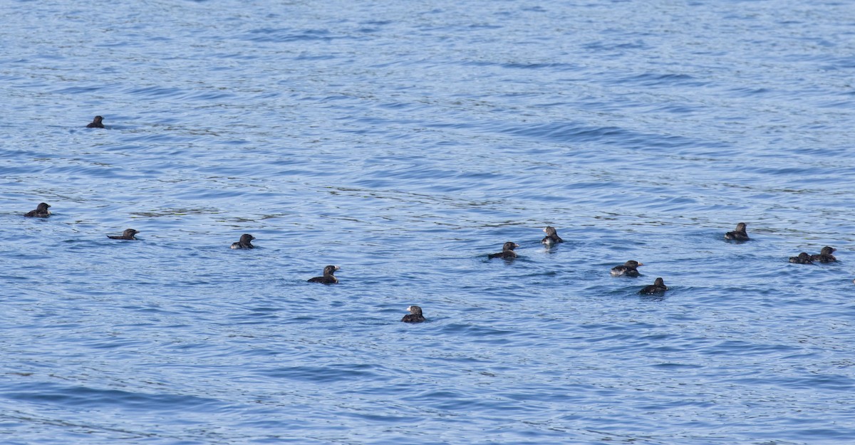 Rhinoceros Auklet - 🕊️ Newton st Loe Birding 🕊️