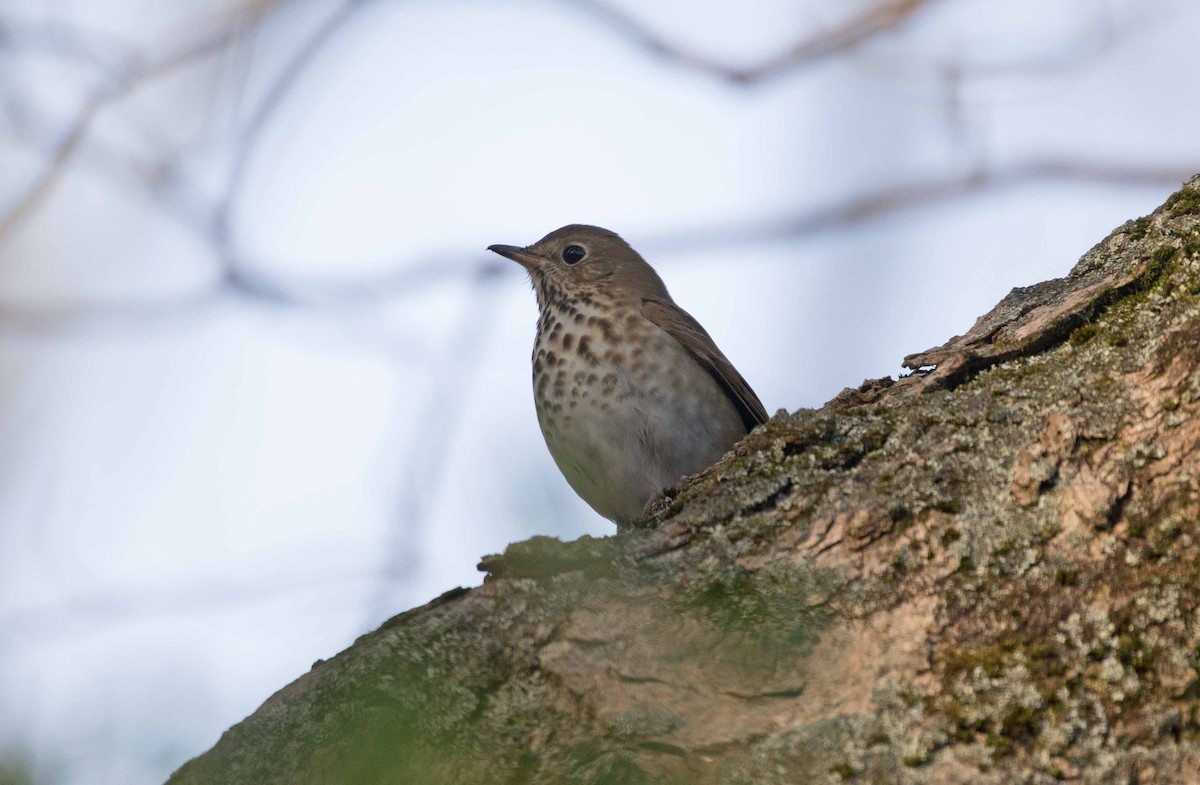 Hermit Thrush - ML610748594