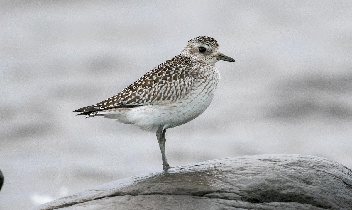 Black-bellied Plover - Yannick Fleury