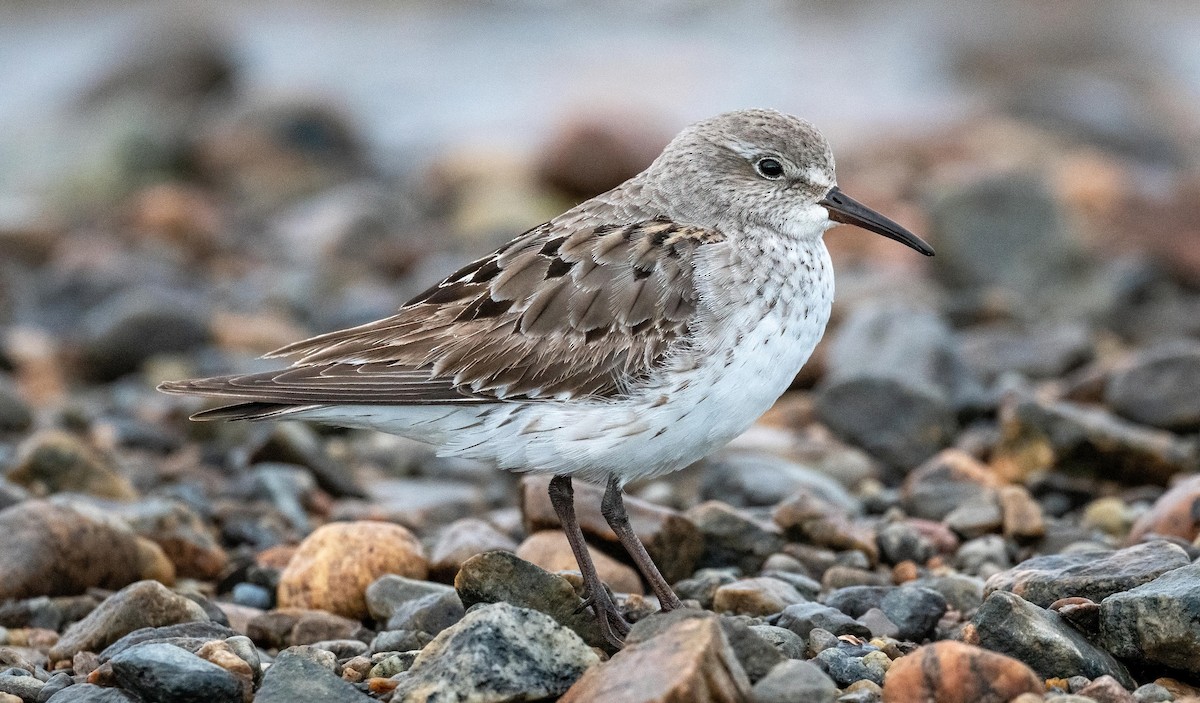 White-rumped Sandpiper - Yannick Fleury