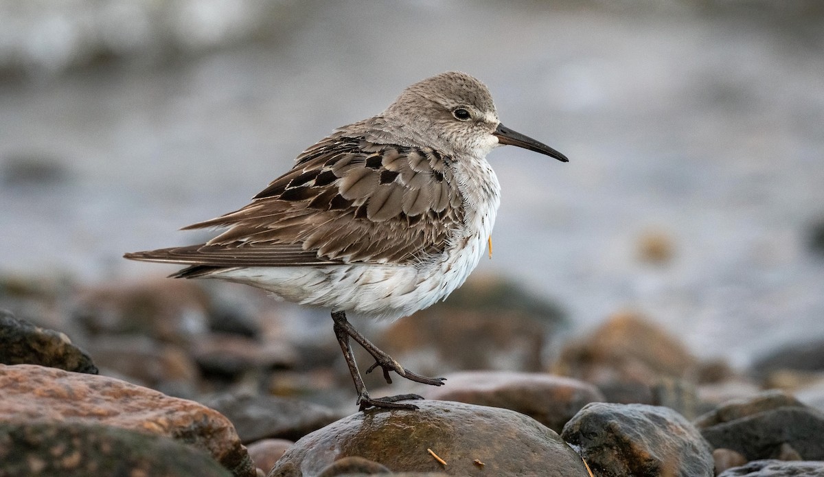 White-rumped Sandpiper - Yannick Fleury