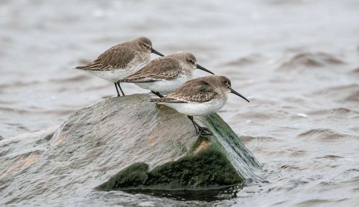 Dunlin - Yannick Fleury