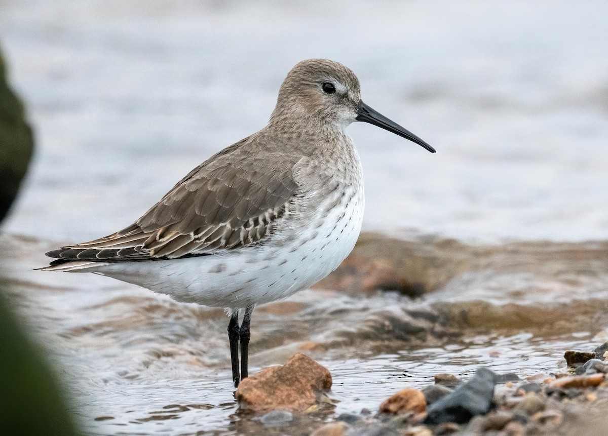 Dunlin - Yannick Fleury