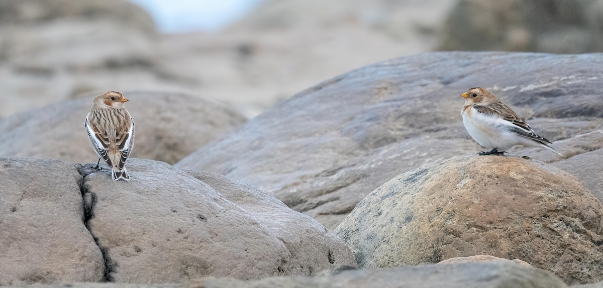 Snow Bunting - Yannick Fleury