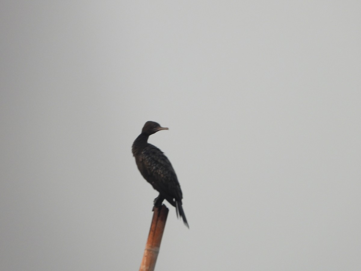 Little Black Cormorant - ML610748708