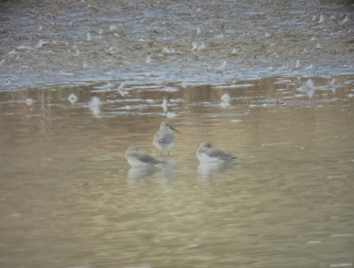 Dunlin - Anne Cianni