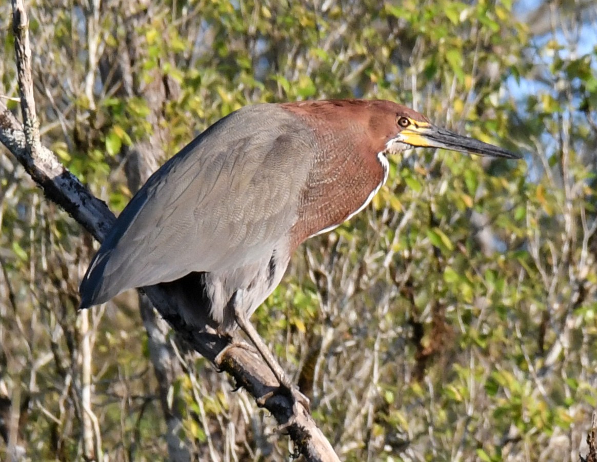 Rufescent Tiger-Heron - Laurence Green