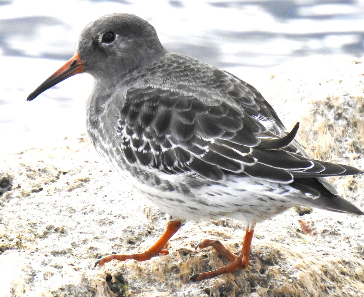 Purple Sandpiper - ML610748906