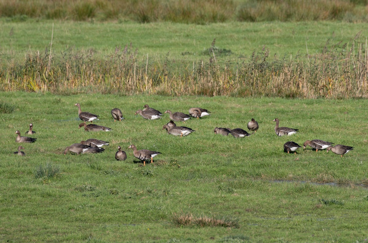 Greater White-fronted Goose (Eurasian) - ML610748920