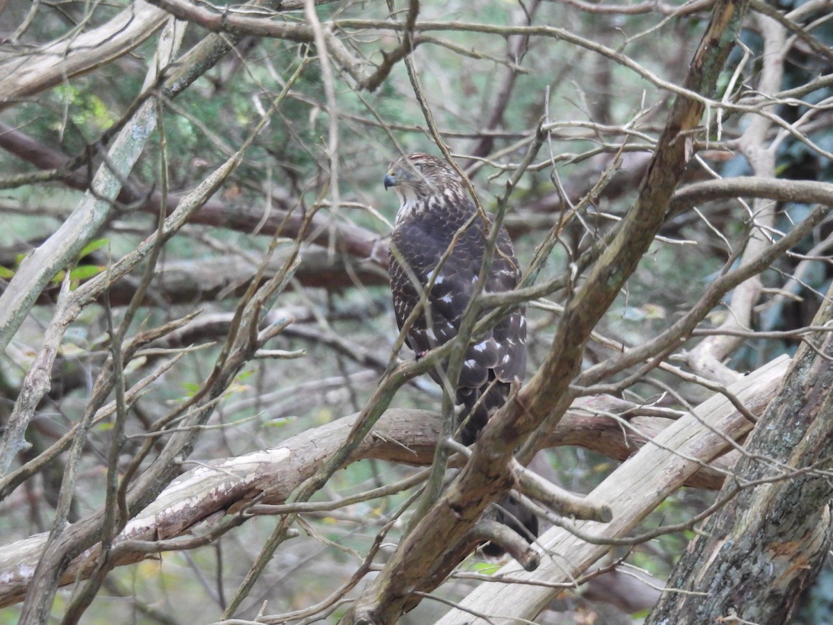 Cooper's Hawk - ML610749073