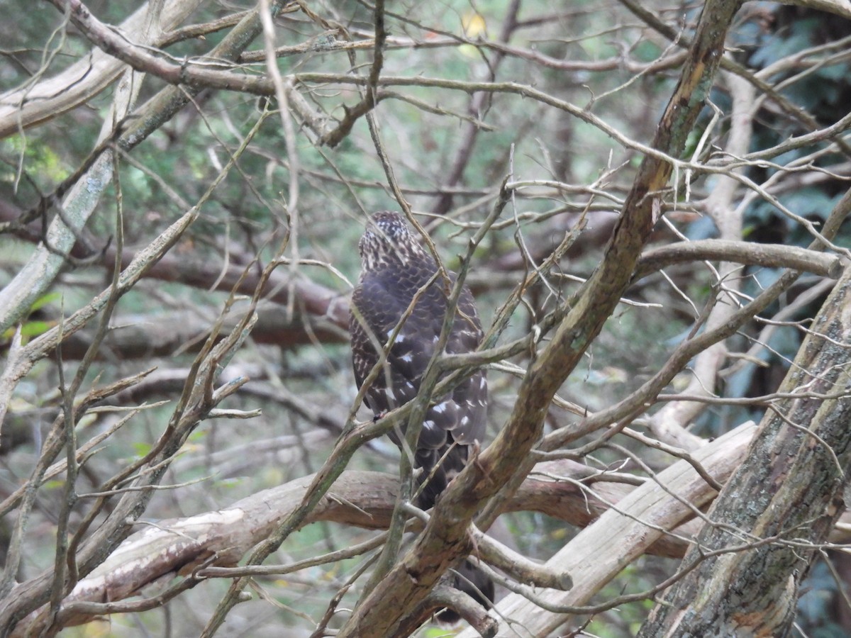 Cooper's Hawk - ML610749074