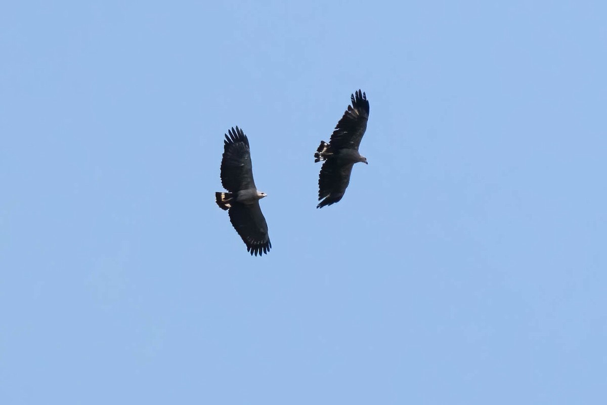Chaco Eagle - ML610749110