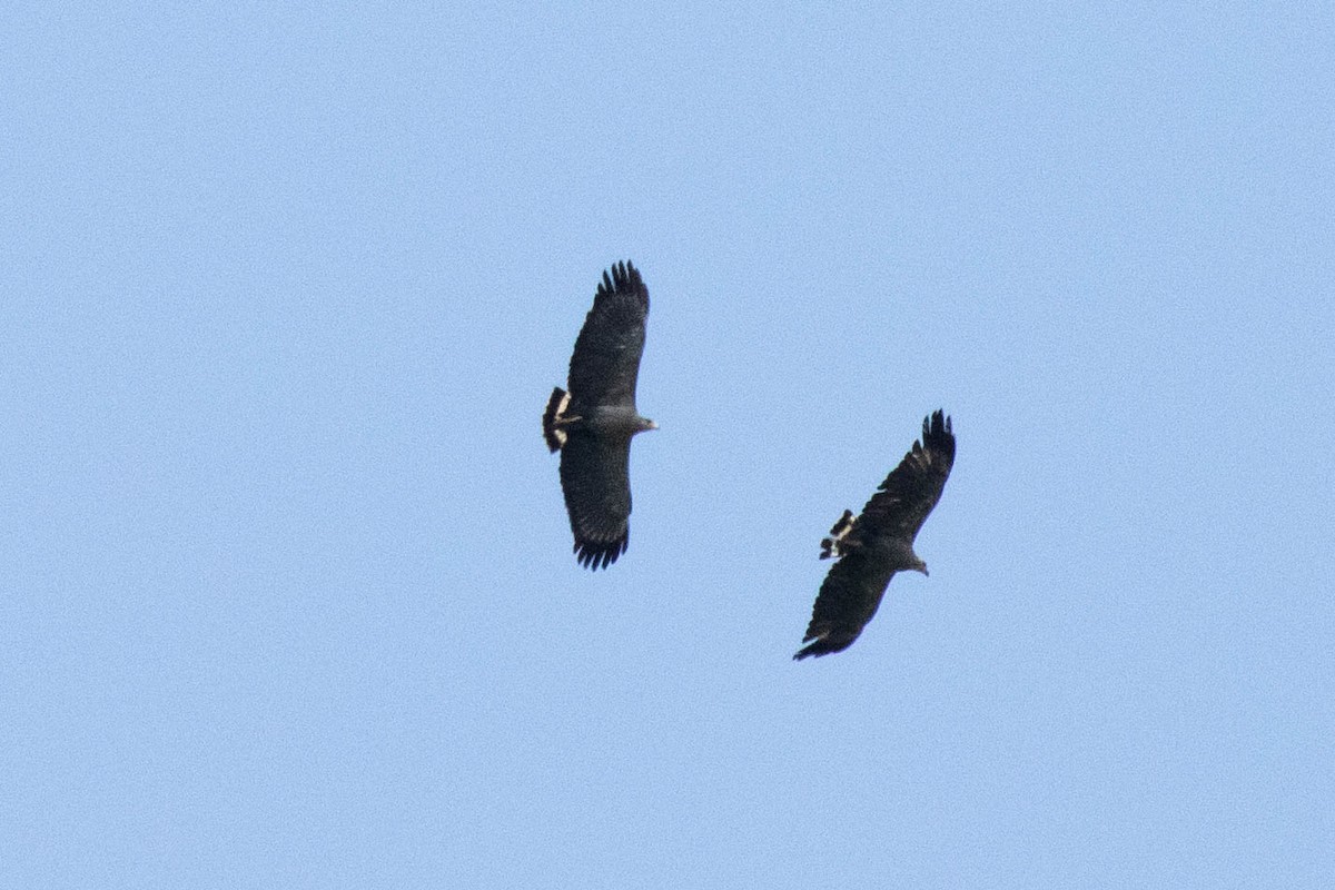 Chaco Eagle - ML610749111