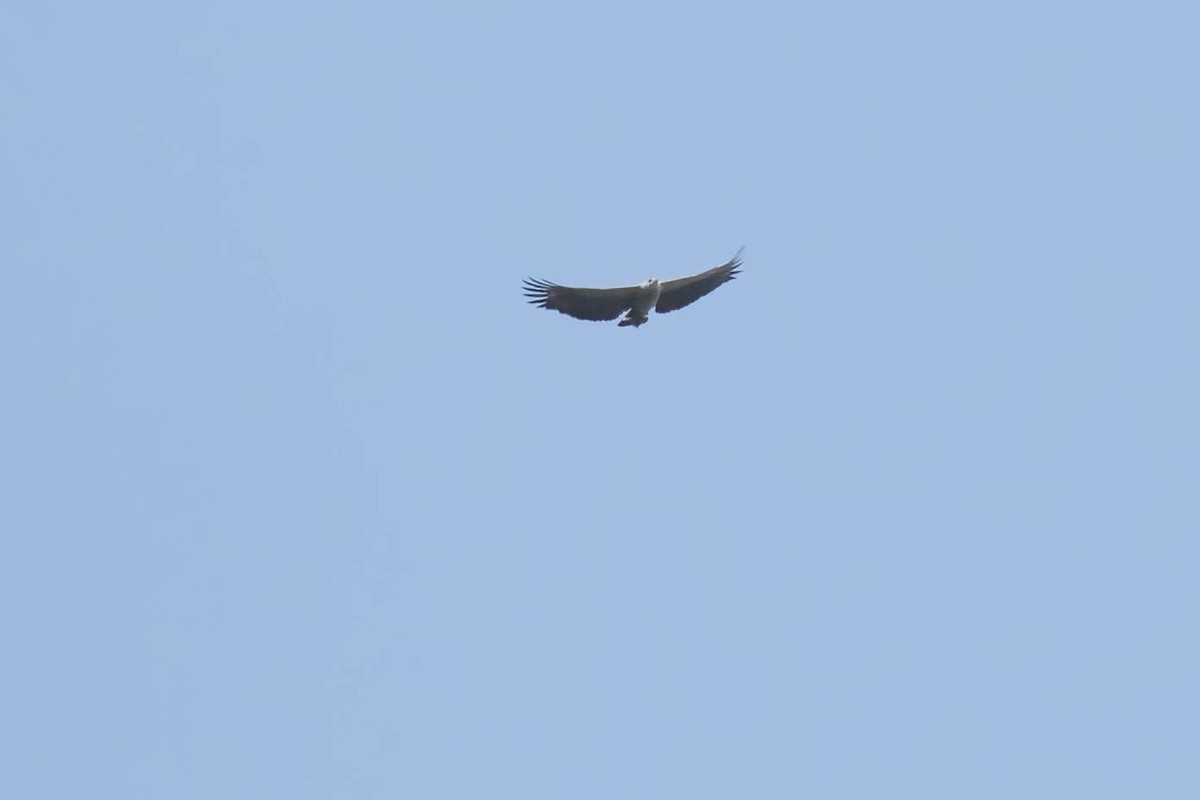 Chaco Eagle - ML610749112