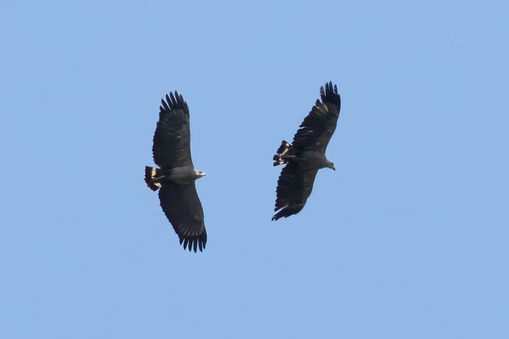 Chaco Eagle - ML610749113